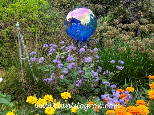 'Blue Planet' Ageratum (Ageratum houstonianum)
The center piece of this area is the blue gazing ball.  Under this is the Ageratum 'Blue Planet' on the left with whimsy flower stalks is  Sporobolus heterolepis Tara, on the bottom Marigold Outback Mix and to the right is the spent flowers of Allium Millennium.